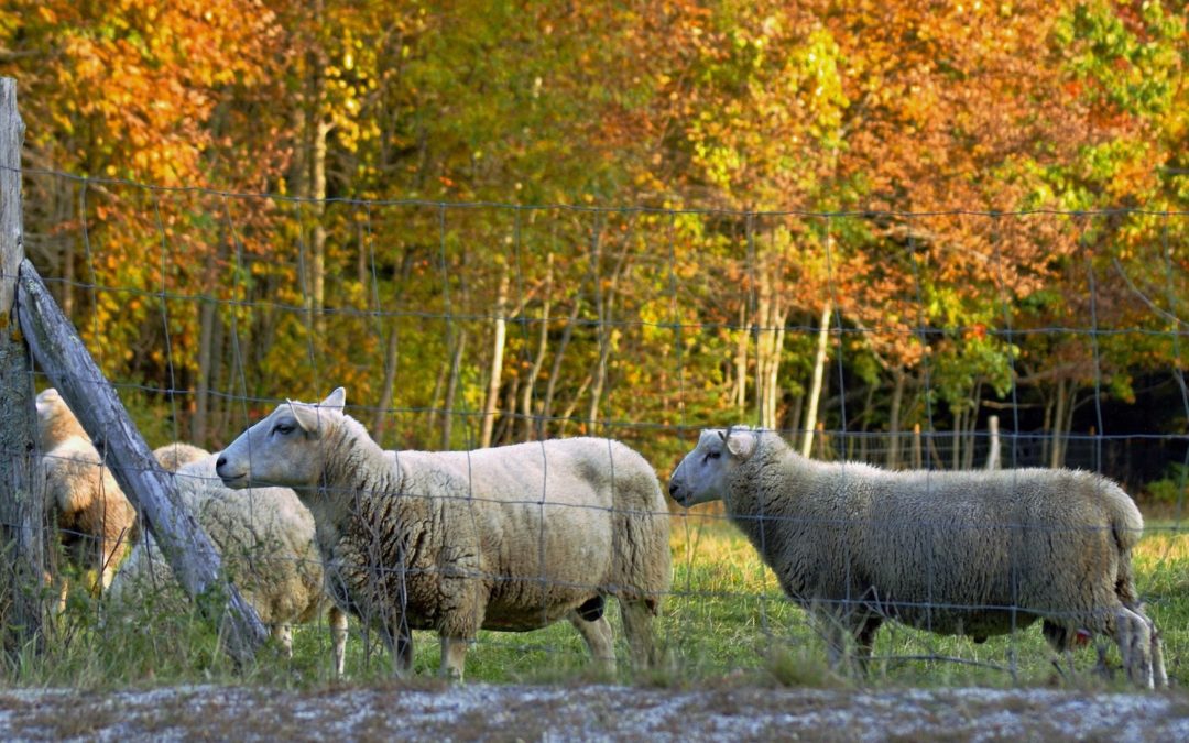 Of Sheep and Shepherds